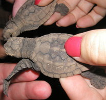 Footprints Adventures - Accommodation Ballina 1