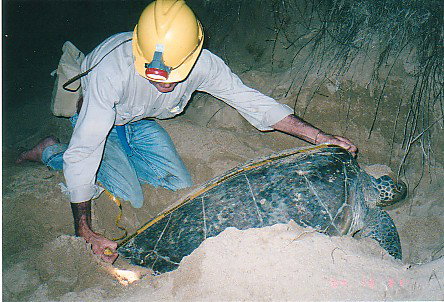 Footprints Adventures - Accommodation Ballina 2