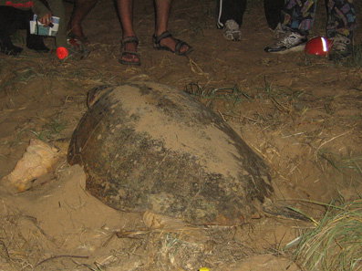 Footprints Adventures - Accommodation Ballina 3