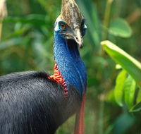 David Fleay Wildlife Park - Accommodation Ballina