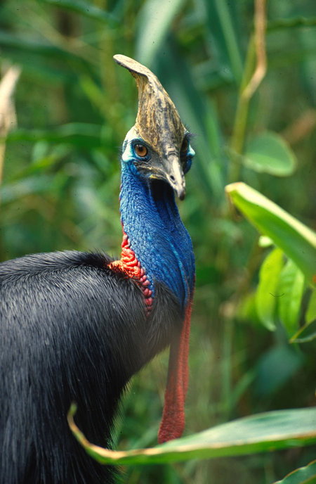 David Fleay Wildlife Park - Accommodation Ballina 0