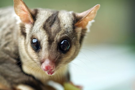 David Fleay Wildlife Park - Accommodation Ballina 1