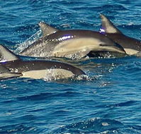 Dolphin Swim Australia