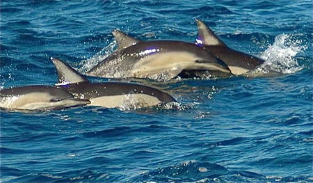 Dolphin Swim Australia - Accommodation Ballina 0
