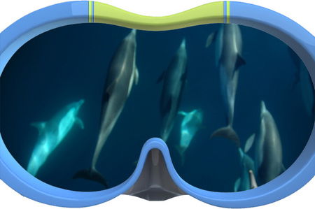 Dolphin Swim Australia - Accommodation Ballina 3
