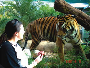 Crocodylus Park - Accommodation Ballina 1