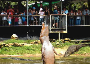Crocodylus Park - Accommodation Ballina 2