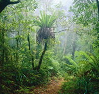 Lamington National Park and OReillys - Accommodation Ballina