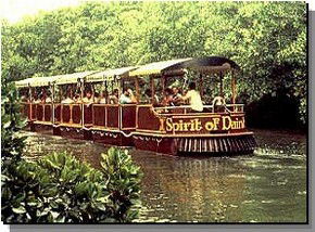 Daintree Rainforest River Trains - Accommodation Ballina 0