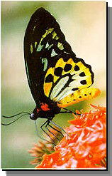 Daintree Rainforest River Trains - Accommodation Ballina 2