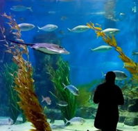 Melbourne Aquarium - Accommodation Ballina