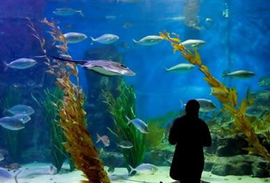 Melbourne Aquarium - Accommodation Ballina 0