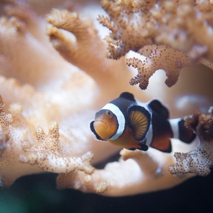 Melbourne Aquarium - Accommodation Ballina 2