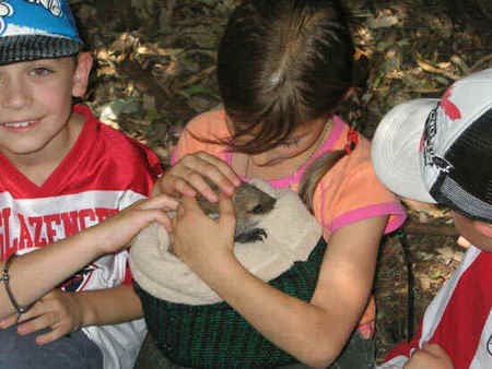 Koala Park Sanctuary - Accommodation Ballina 3