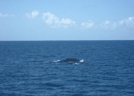 Carlo Fishing Charters - Accommodation Ballina 1