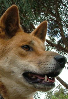 Armadale Reptile & Wildlife Centre - Accommodation Ballina 5