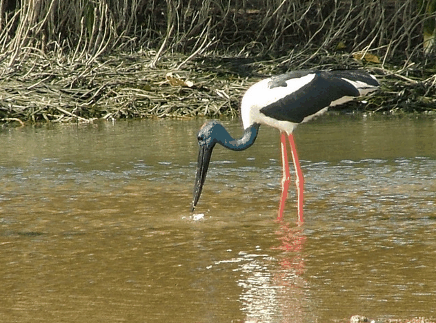 Bruce Belchers Daintree River Cruise - Accommodation Ballina 2