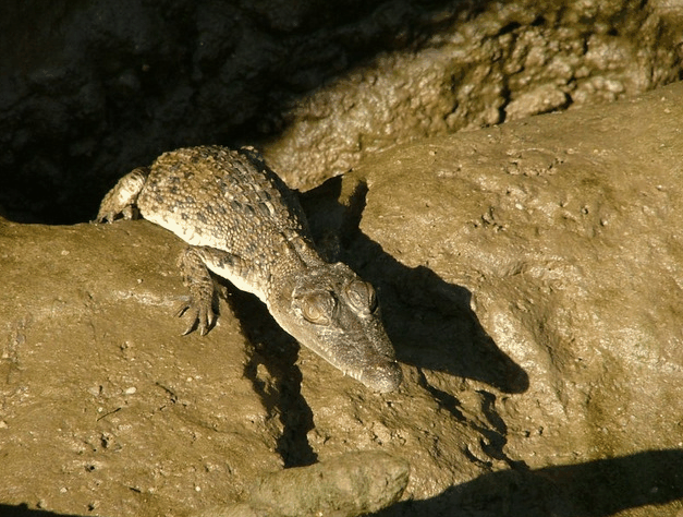 Bruce Belchers Daintree River Cruise - Accommodation Ballina 3