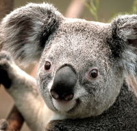 Potoroo Palace - Accommodation Ballina