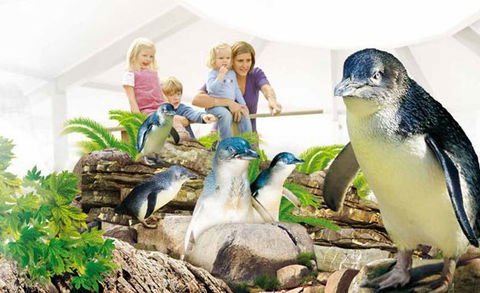 Manly SEA LIFE Sanctuary - Accommodation Ballina 1
