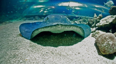 Manly SEA LIFE Sanctuary - Accommodation Ballina 3