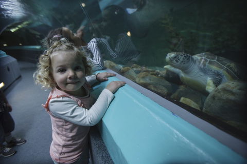 Manly SEA LIFE Sanctuary - Accommodation Ballina 4