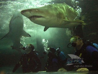 Manly SEA LIFE Sanctuary - Accommodation Ballina 5