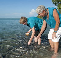 Aquascene Fish Feeding Sanctuary - Accommodation Ballina