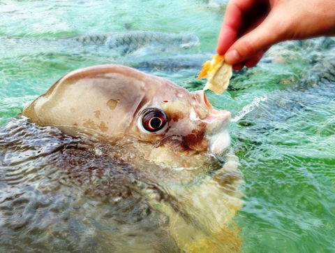 Aquascene Fish Feeding Sanctuary - Accommodation Ballina 1