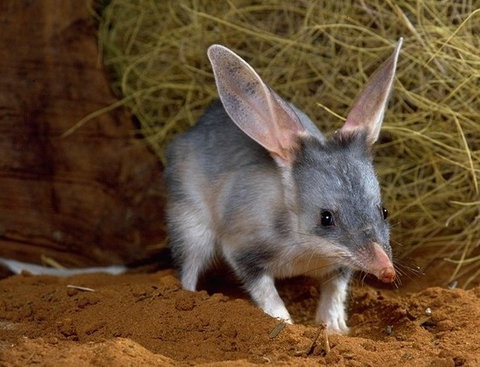 David Fleay Wildlife Park - Accommodation Ballina 2