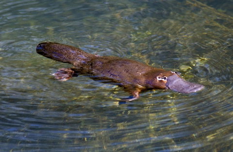 David Fleay Wildlife Park - Accommodation Ballina 4