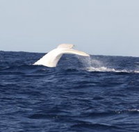 Australian Whale Watching - Accommodation Ballina