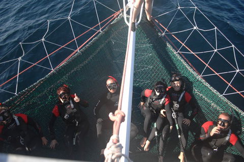 Dolphin Swim Australia - Accommodation Ballina 4