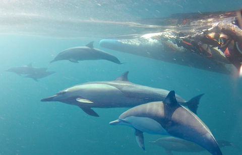 Dolphin Swim Australia - Accommodation Ballina 5