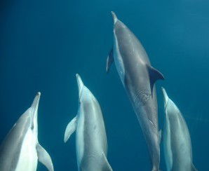 Dolphin Swim Australia - Accommodation Ballina 6