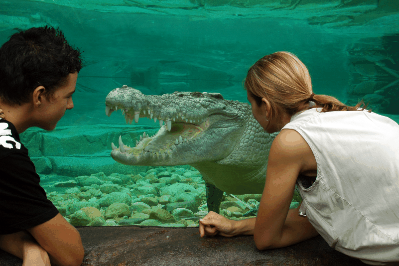 Cairns Wildlife Dome - Accommodation Ballina 1