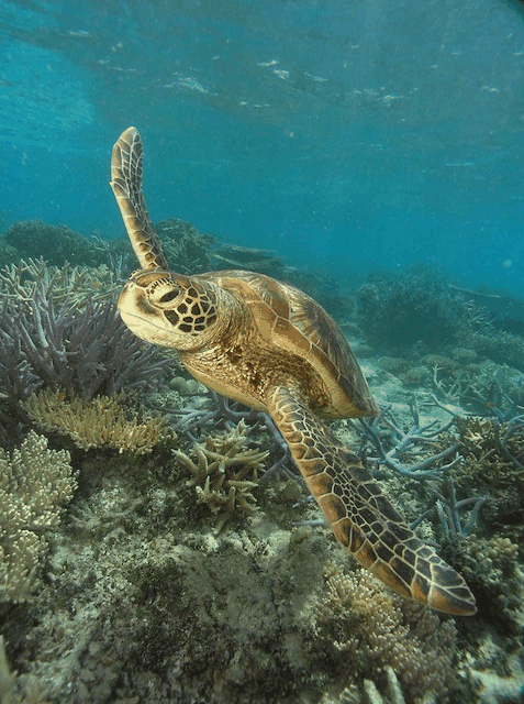 Big Cat Green Island Reef Cruises - Accommodation Ballina 2