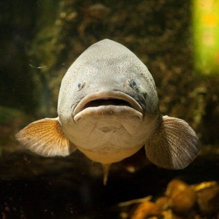 Melbourne Aquarium - Accommodation Ballina 5