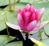 The Lotus Day Spa and Retreat - Accommodation Ballina