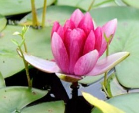 The Lotus Day Spa And Retreat - Accommodation Ballina 0