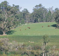 Scenic Drives - Bunbury Collie Donnybrook - Accommodation Ballina