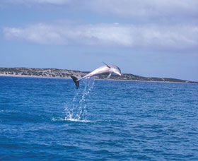 Steep Point - Accommodation Ballina 0
