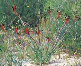 Kalbarri Wildflower Centre - Accommodation Ballina 0