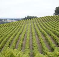 Willow Bridge Estate - Accommodation Ballina