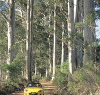 Mount Shadforth Scenic Drive - Accommodation Ballina