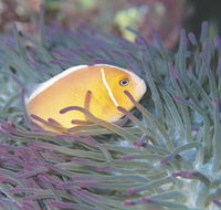 Rowley Shoals - Accommodation Ballina