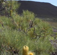 Lesueur Walk Trail Mount Lesueur - Accommodation Ballina