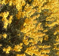 Dalwallinu Remnant Bushland - Accommodation Ballina