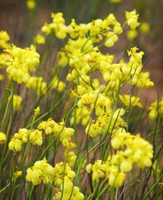 Mount Madden Scenic Drive - Accommodation Ballina 0