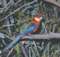 King River - Accommodation Ballina